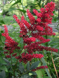 Astilbe 4245